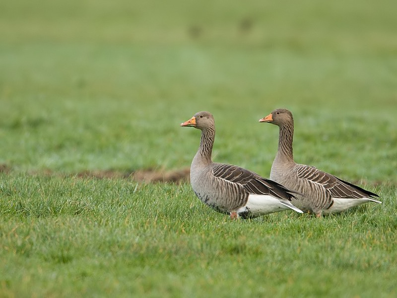 Anser anser Grauwe Gans Greylag Goose